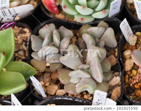 Succulent Cubicle Frost with unusual leaf shape Succulent Cubicle Frost with unusual leaf shape 101915550