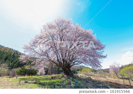 播山天王櫻1 播山天王櫻1 101915566