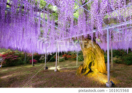 Murasaki紫藤 Murasaki紫藤 101915568