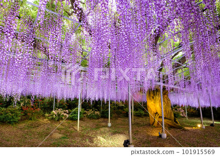 Murasaki紫藤格子 Murasaki紫藤格子 101915569