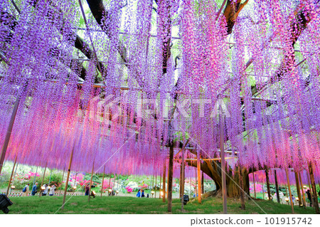 Great wisteria at dusk 101915742