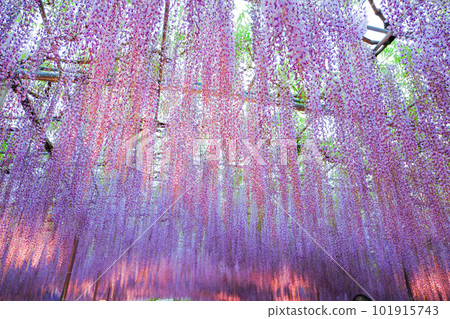 Fuji no shower Fuji no shower 101915743