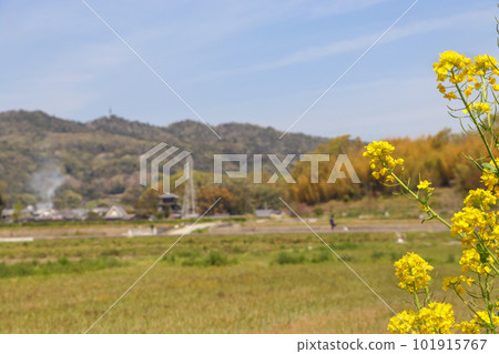 村里開著黃色的油菜花 村里開著黃色的油菜花 101915767