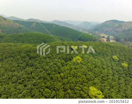 Aerial view rubber tree (Hevea Brasiliensis)  plantation on mountain in Thailand. 101915812