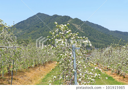 Azumino cherry blossom blooming spring Azumino cherry blossom blooming spring 101915985
