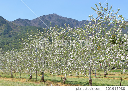 Azumino cherry blossom blooming spring Azumino cherry blossom blooming spring 101915988