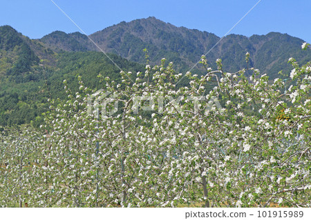Azumino cherry blossom blooming spring 101915989