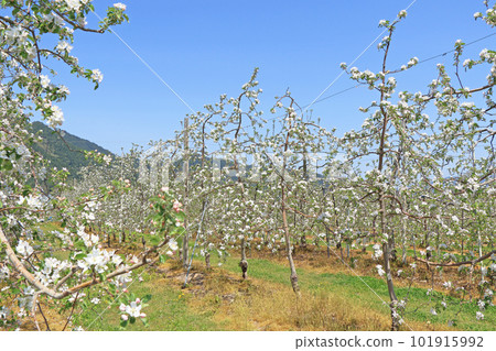 Azumino cherry blossom blooming spring 101915992