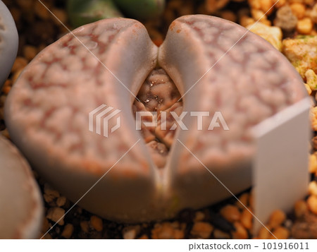 多汁生石花 多汁生石花 101916011