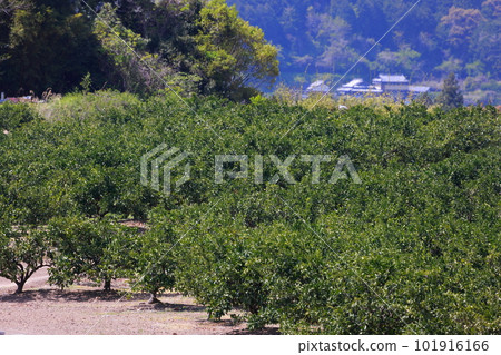 Yamakita mandarin orange field Yamakita mandarin orange field 101916166