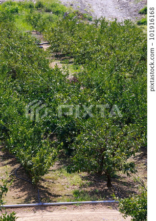 Yamakita mandarin orange field Yamakita mandarin orange field 101916168