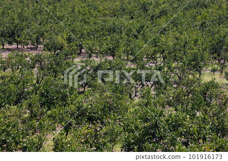 Yamakita mandarin orange field Yamakita mandarin orange field 101916173