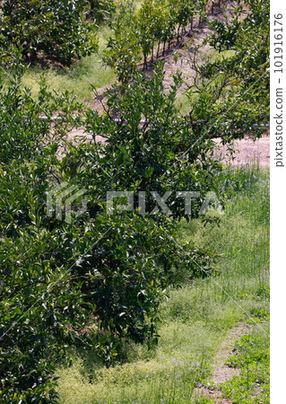 Yamakita mandarin orange field 101916176