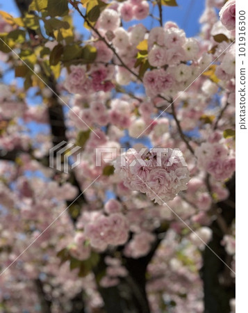 Spring flower  101916300