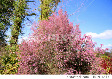 Vivid Erika Janome flowers 101916313