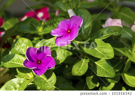 Madagascar periwinkle with pink flowers 101916342