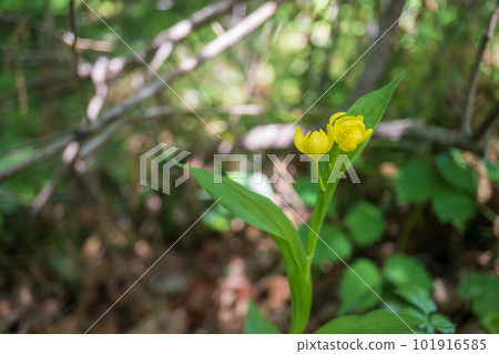 Kinran flower in bloom [Endangered species] Orchidaceae/April, Saitama Prefecture 101916585