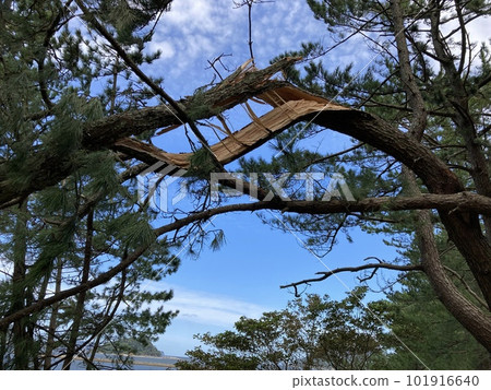Blue sky and pine tree Blue sky and pine tree 101916640