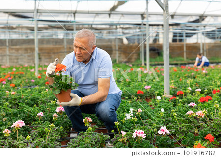 Old man grower sitting down and looking to the pot of geranium flower in greenhouse 101916782