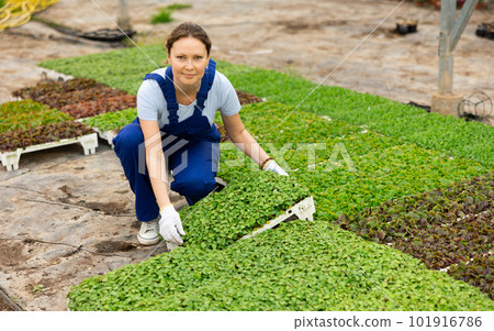 Adult woman posing with planted basil Adult woman posing with planted basil 101916786