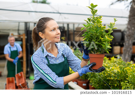 Woman holding flowers eonymus aurea in greenhouse 101916815