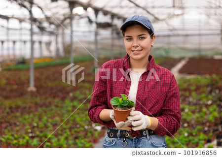 Young woman chief agronomist of wholesale base of ornamental plants inspects begonia Young woman chief agronomist of wholesale base of ornamental plants inspects begonia 101916856