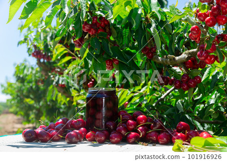 Big harvest of wild cherries and jar of cherry juice Big harvest of wild cherries and jar of cherry juice 101916926