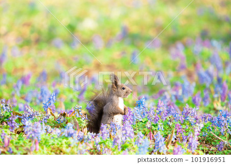 北海道春天的蝦夷松鼠 101916951
