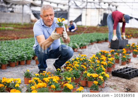 Old man worker sitting down and looking to the pot of marigold flower in greenhouse Old man worker sitting down and looking to the pot of marigold flower in greenhouse 101916958