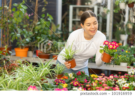 visitor to flower shop carefully inspects pots with primrose and chlorophytum 101916959