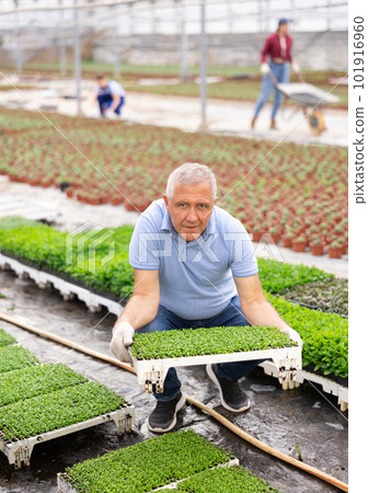 Old man worker sitting down holding planted decorative moss in greenhouse 101916960
