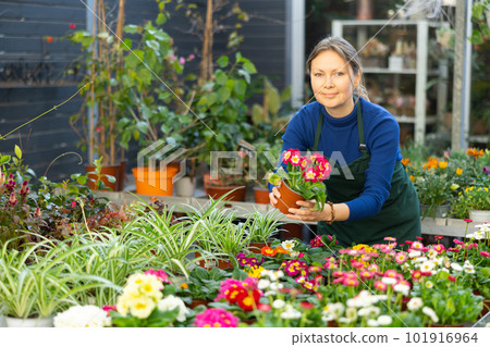 woman worker examines primrose petals 101916964