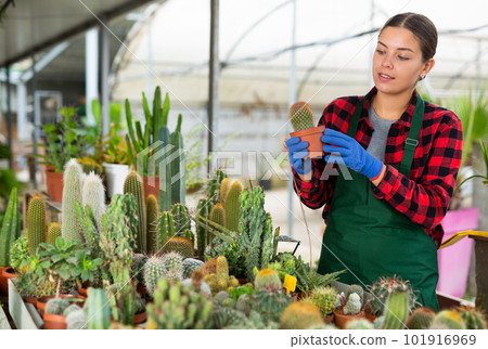 Woman working in greenhouse is attentive examining cactus in a pot Woman working in greenhouse is attentive examining cactus in a pot 101916969