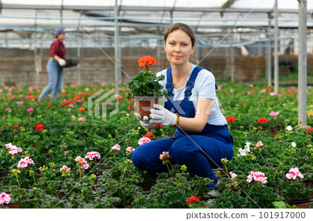 Middle aged woman worker sitting down holding a pot of geranium in greenhouse Middle aged woman worker sitting down holding a pot of geranium in greenhouse 101917000