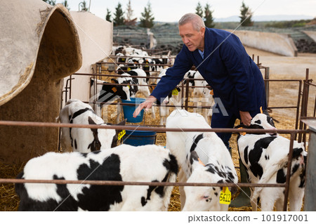 Experienced elderly cow breeder watching little calves in stall outdoors 101917001