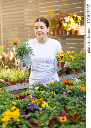 Female customer choosing pot of gazania and cyclamen in container garden shop Female customer choosing pot of gazania and cyclamen in container garden shop 101917097