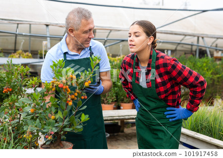 Two gardeners discussing how to care for arbustus unedo flowers Two gardeners discussing how to care for arbustus unedo flowers 101917458