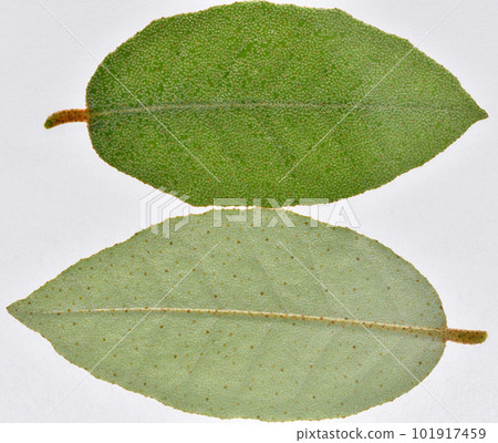 Gumaceae evergreen tree, leaves 101917459