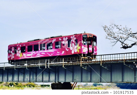 錦帶橋下游鐵橋上櫻花開的錦川青龍線柴油列車 錦帶橋下游鐵橋上櫻花開的錦川青龍線柴油列車 101917535