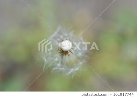 蒲公英的絨毛 101917744