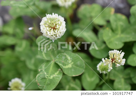 White clover 1 White clover 1 101917747