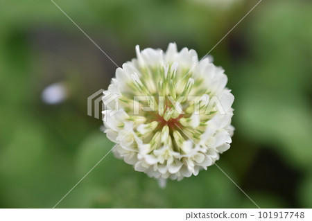 White clover 1 White clover 1 101917748
