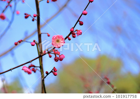 梅花紅梅單 101917758