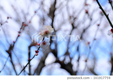 下雪在白色李子花谷 下雪在白色李子花谷 101917759