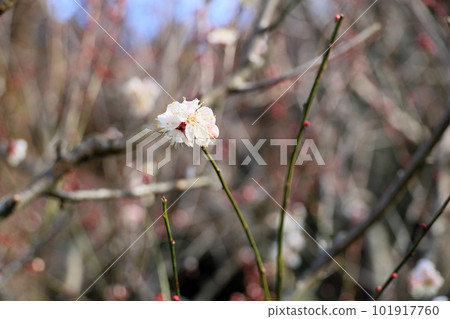 下雪在白色李子花谷 101917760