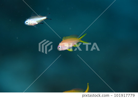 Juvenile goldfish 101917779