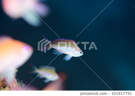 Juvenile fish of oakfish Juvenile fish of oakfish 101917781