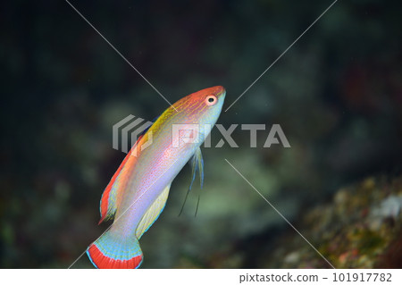 red flounder red flounder 101917782