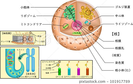 細胞結構基因圖日語 101917789