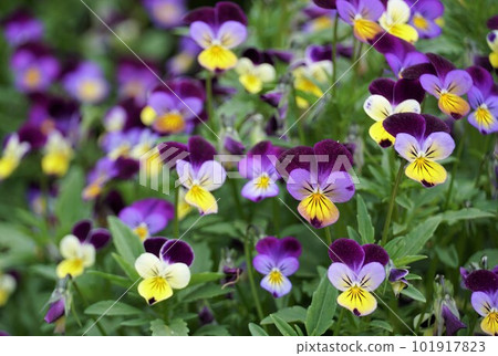 Tsukuba Peony Garden: Scenery of three-colored violet flowers blooming 101917823